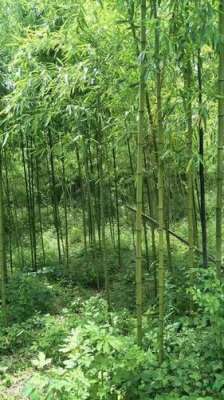 毛竹种植有哪注意事项