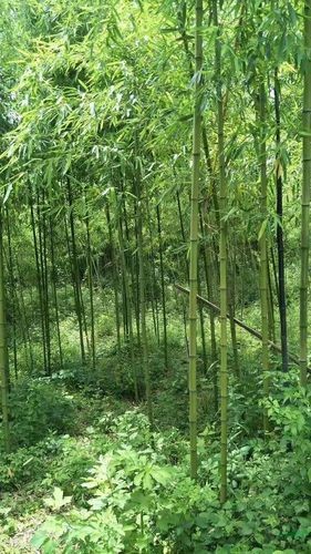 毛竹种植有哪注意事项